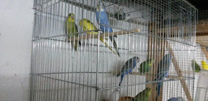 Tam saqlam 3-4 ayliq quslar satilir. Qiymet sondur ferqi yoxdur nece