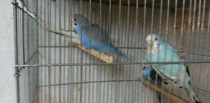 tam saxlam cexle qarisiq 2cut 5-6 ayliq quslar satilir qiymet 1