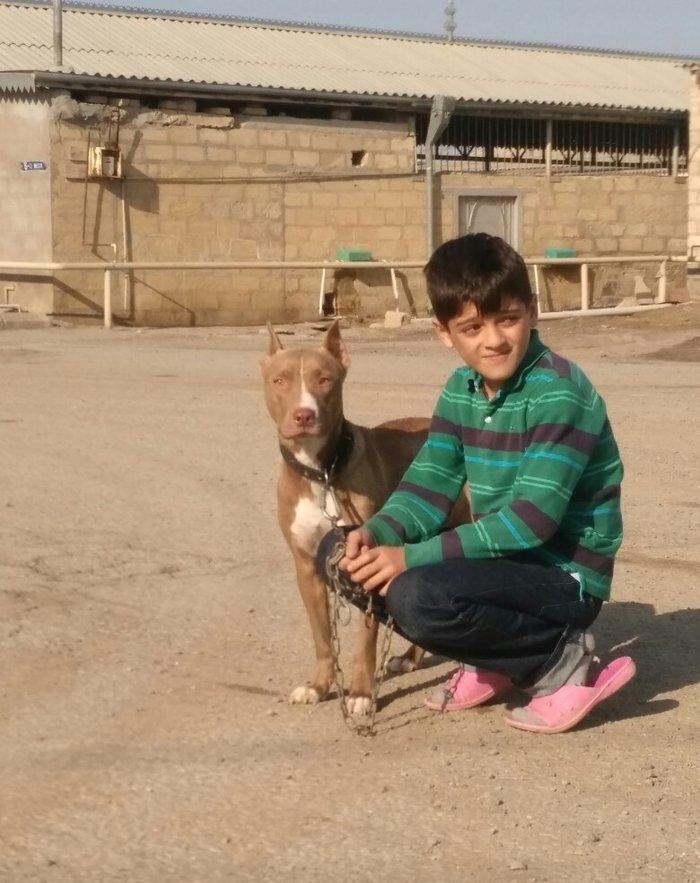 Pitbull Red Nose satlir 1 yas 7 ayligdir bir qarin bala verib birinci