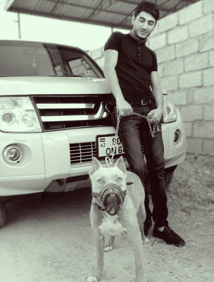 Pitbull Red Nose satlir 1 yas 7 ayligdir bir qarin bala verib birinci