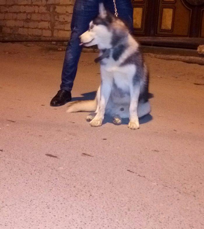 Salam. Tam saglam 8 ayliq  erkek xaski. Kim istese ite gorusub baxada