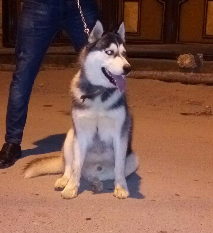 Salam. Tam saglam 8 ayliq  erkek xaski. Kim istese ite gorusub baxada