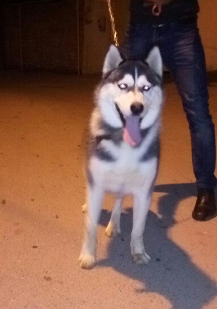 Salam. Tam saglam 8 ayliq  erkek xaski. Kim istese ite gorusub baxada