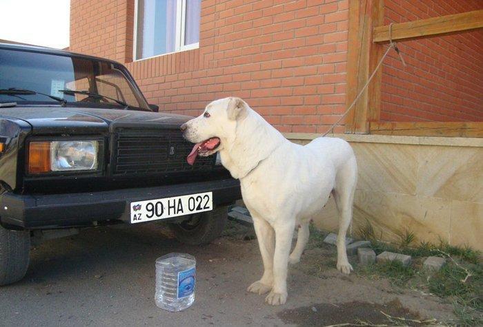 Ищу самого крупного самца Алабая для спаривания от 11-го до 13