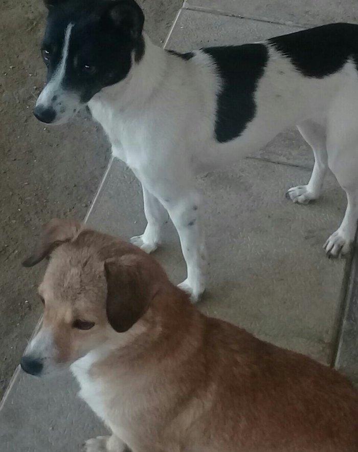 cek itlerdi ikiside diwidir heyeti qoruyan itlerdi adamcildi cox oldug