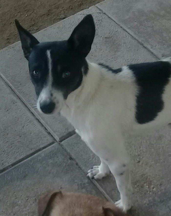 cek itlerdi ikiside diwidir heyeti qoruyan itlerdi adamcildi cox oldug