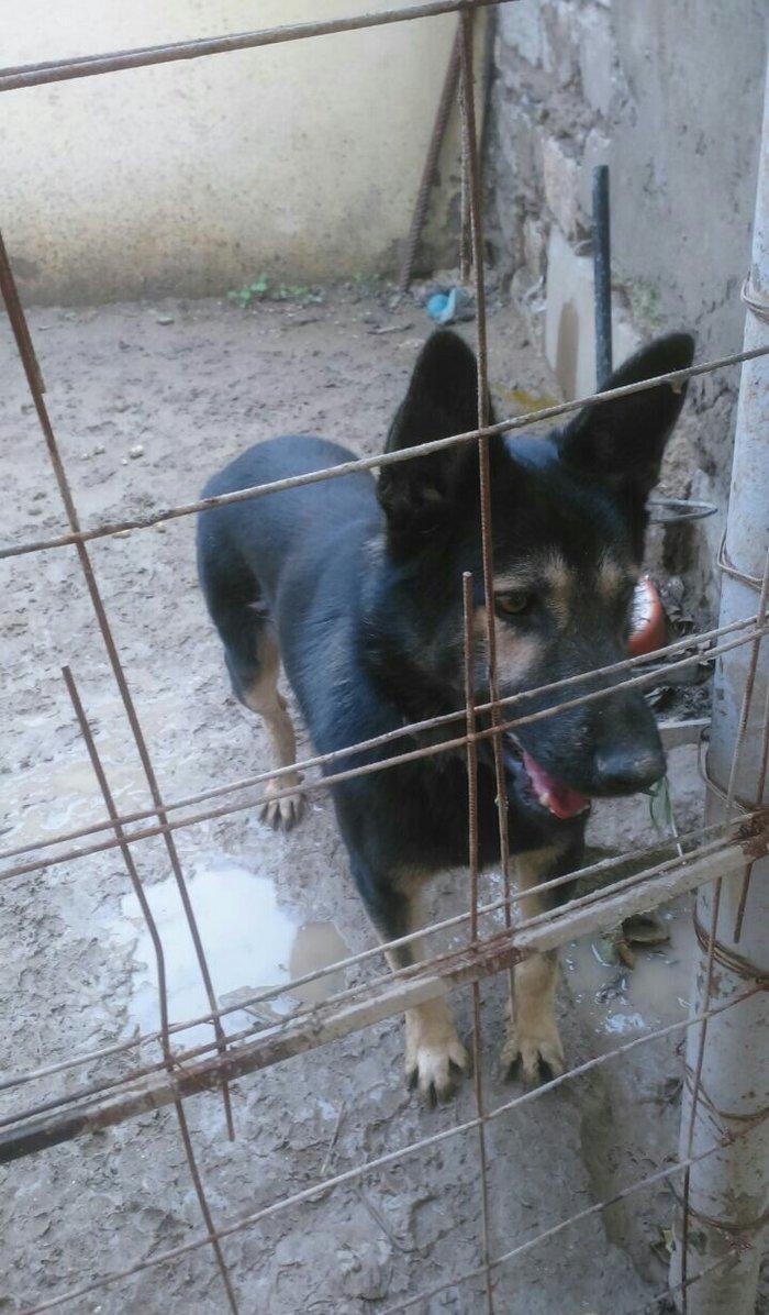 erkey avcarka 1 yas 5 ayliqdu cox aktiv itdir  heyeti qoruyur usaqlarl