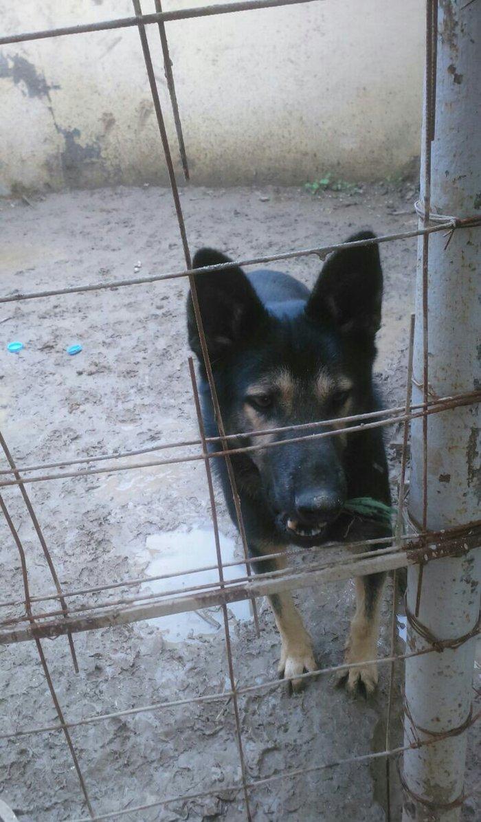 erkey avcarka 1 yas 5 ayliqdu cox aktiv itdir  heyeti qoruyur usaqlarl