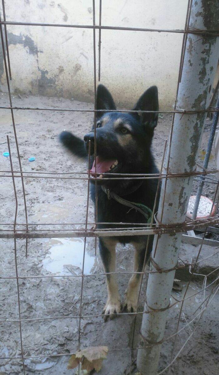 erkey avcarka 1 yas 5 ayliqdu cox aktiv itdir  heyeti qoruyur usaqlarl