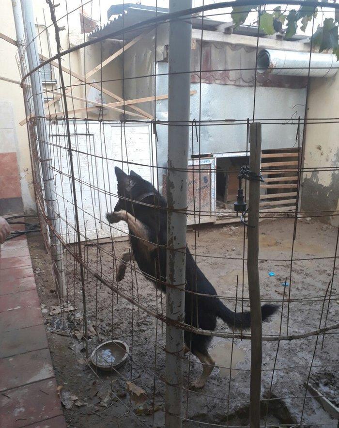 erkey avcarka 1 yas 5 ayliqdu cox aktiv itdir  heyeti qoruyur usaqlarl