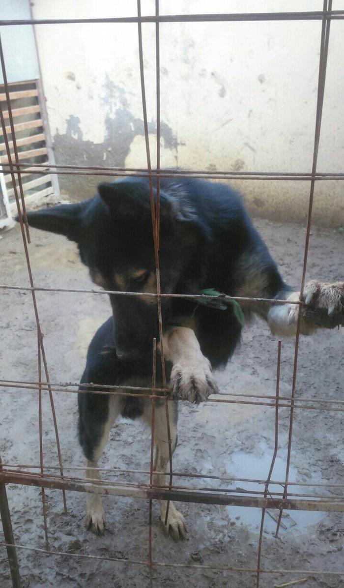 erkey avcarka 1 yas 5 ayliqdu cox aktiv itdir  heyeti qoruyur usaqlarl