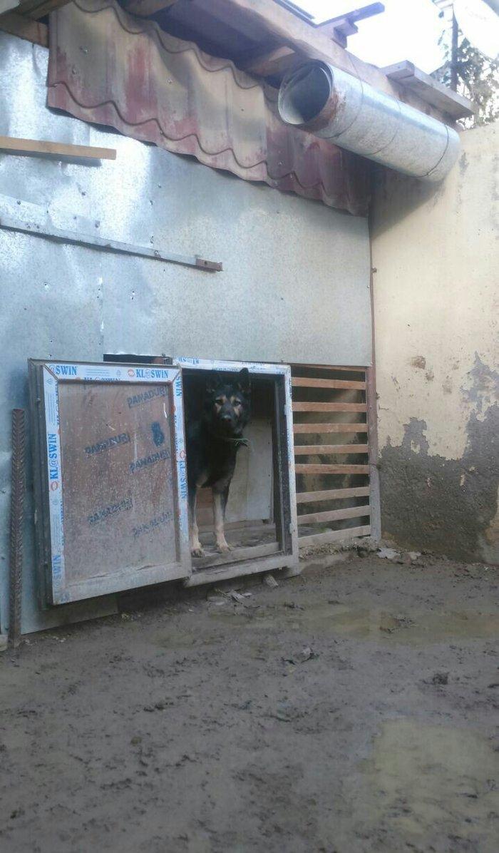 erkey avcarka 1 yas 5 ayliqdu cox aktiv itdir  heyeti qoruyur usaqlarl