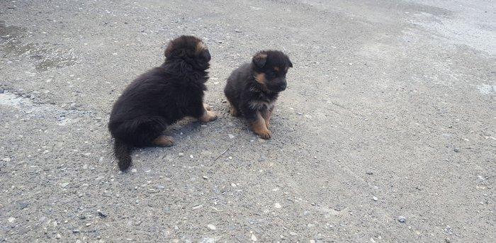 Alman avcarkasi anasi ve atasi temizdir 2 ay 9gunlukdu 2 side erkekdi