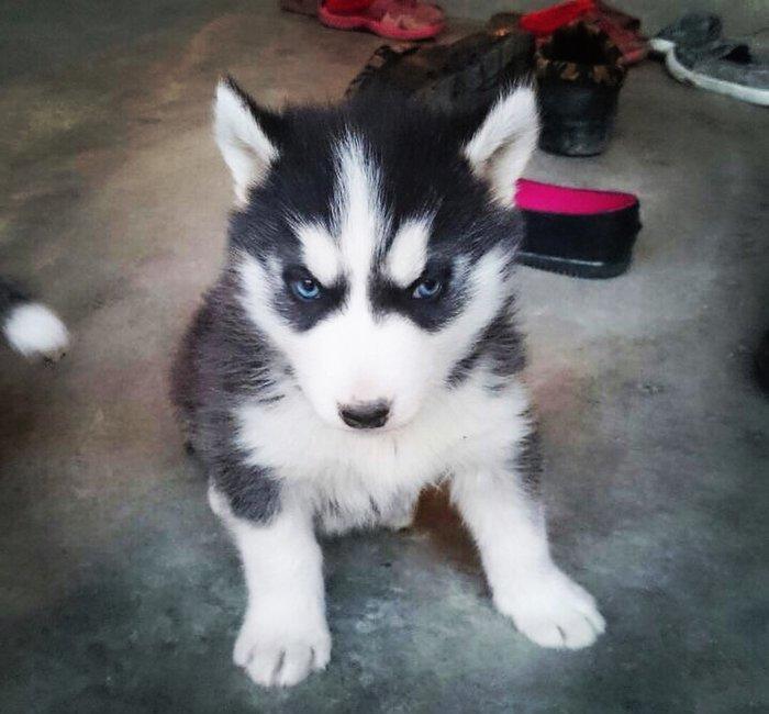 Temiz xaski balası satılır 46 günlük 1 erkek qalıb şekildeki baladır a