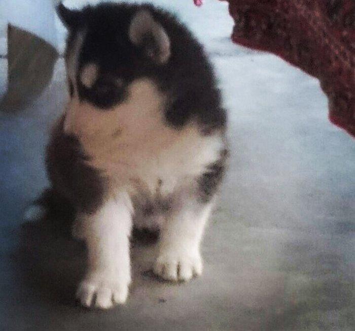 Temiz xaski balası satılır 46 günlük 1 erkek qalıb şekildeki baladır a