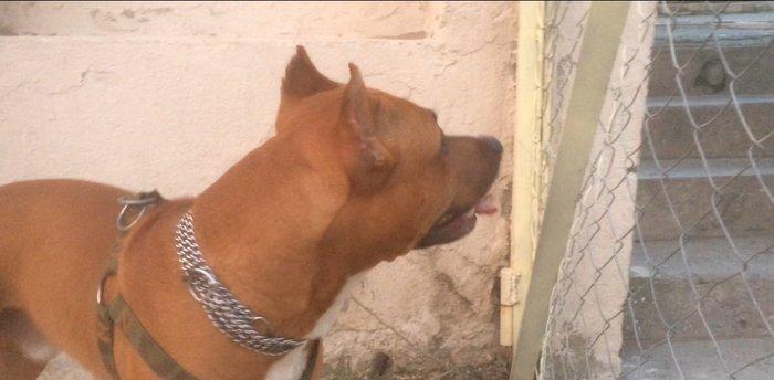 Satiram 1 yaw 4 ay 250 azn  erkey  real alana awagi eliyecem... noqte