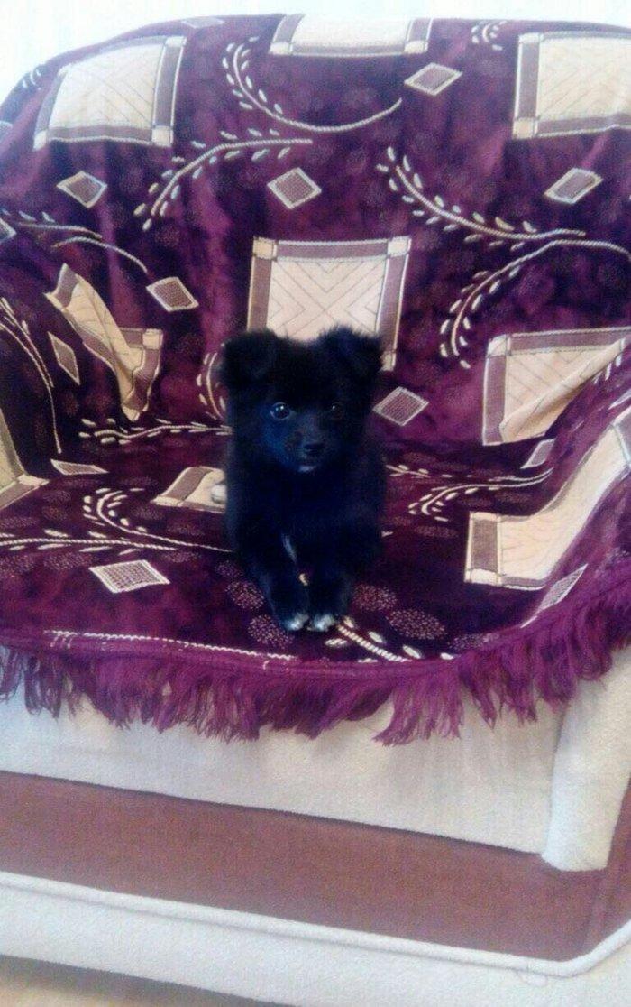 Pomerian spic lisa 3 ayliq diwidi Cox shirin oynagandi qetiyyen evi ba