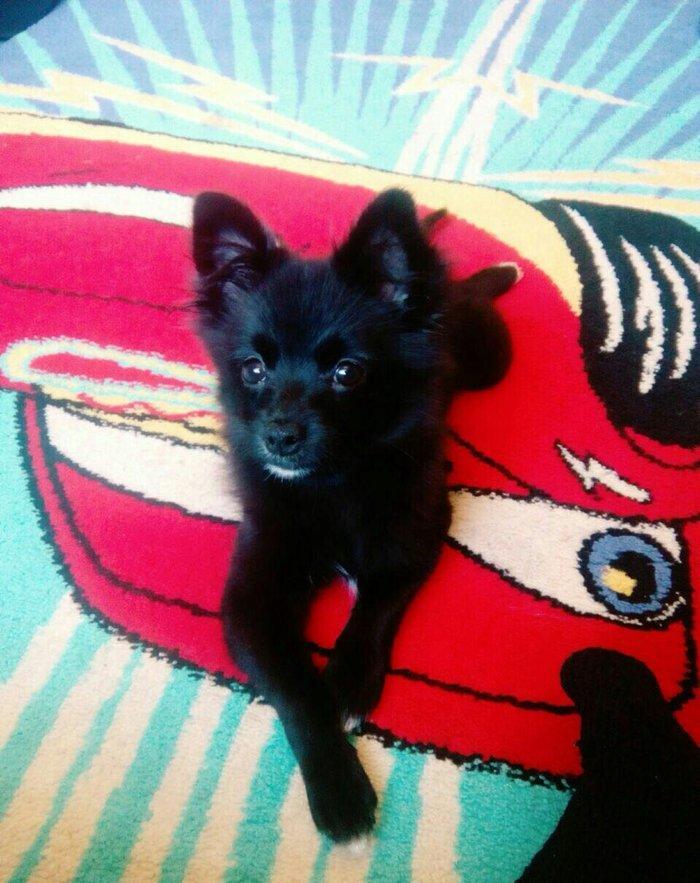 Pomerian spic lisa 3 ayliq diwidi Cox shirin oynagandi qetiyyen evi ba