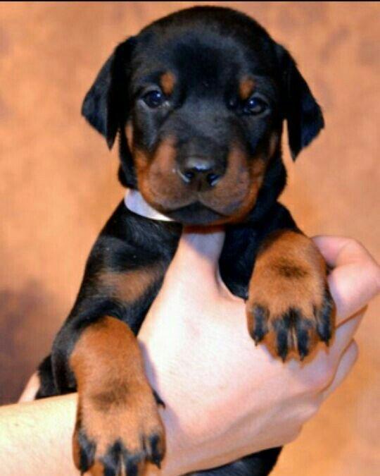 satlir doberman erkeydi rial alcilar zeng ve ya whatsappada yaza biler