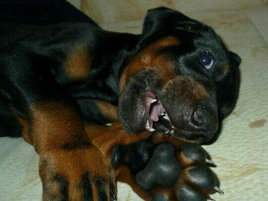 satlir doberman erkeydi rial alcilar zeng ve ya whatsappada yaza biler