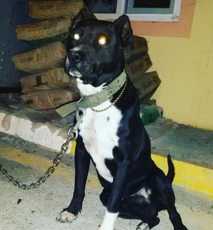 pidbul 1 yaw erkey zirededi 250 manat ayig itdi muhavize iwdiyirem ozu