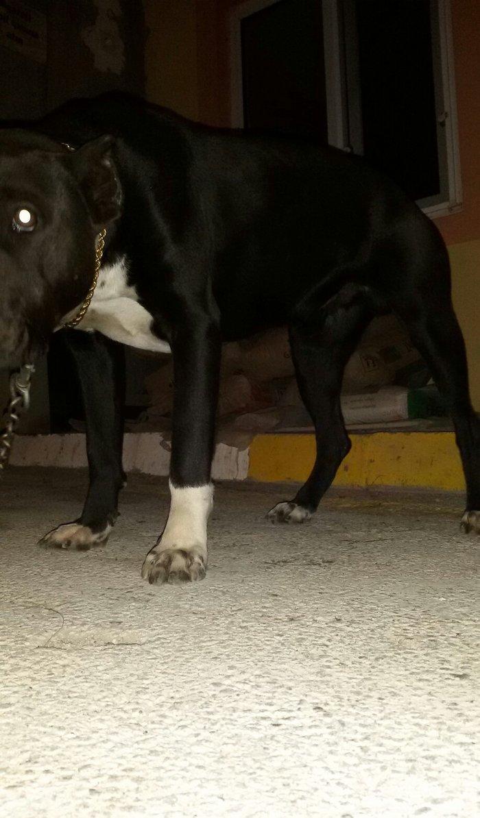 pidbul 1 yaw erkey zirededi 250 manat ayig itdi muhavize iwdiyirem ozu