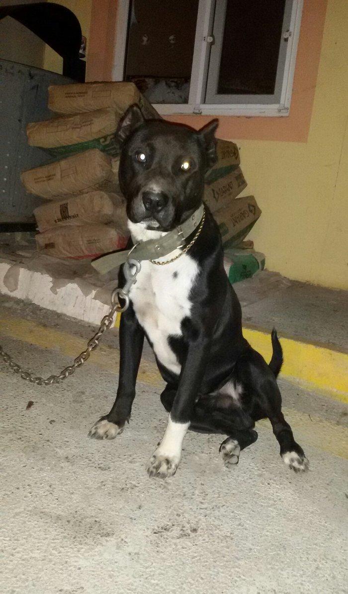 pidbul 1 yaw erkey zirededi 250 manat ayig itdi muhavize iwdiyirem ozu