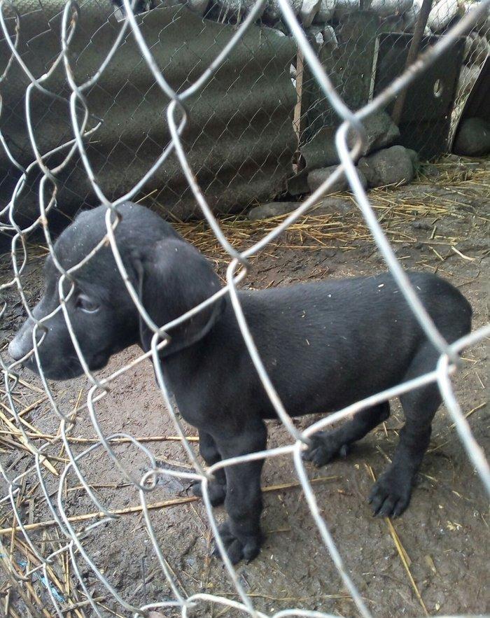 Temiz kuckar cinsdi ov itidi quyrugu kesilib 2 ay balasidi erkekdi pey