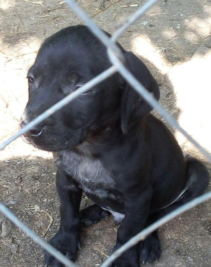 Temiz kuckar cinsdi ov itidi quyrugu kesilib 2 ay balasidi erkekdi pey