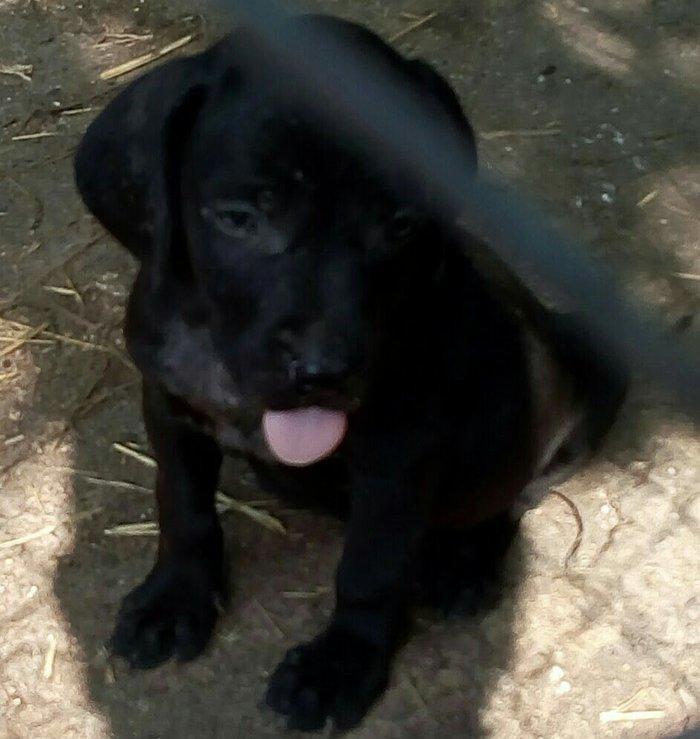 Temiz kuckar cinsdi ov itidi quyrugu kesilib 2 ay balasidi erkekdi pey