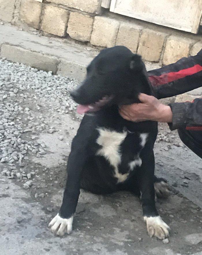 Dağstan çoban iti 5 aylıqdı qancıxtı diger şekildeki anası atasının şe