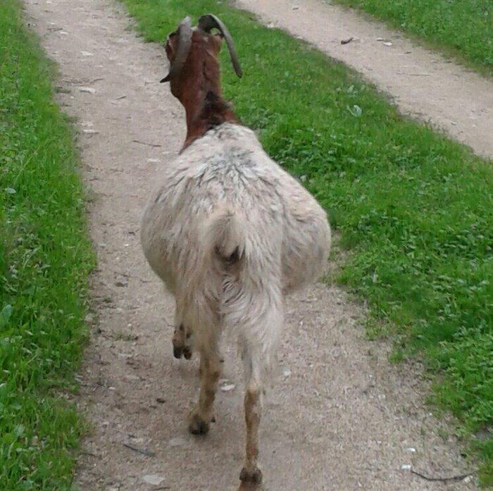 Sekildeki bogaz keci satilir. En geci gelen aya dogacey. Real aliciya