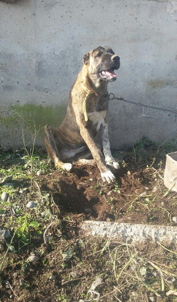 yerli qarabag Agdam iti 2017  martin 2 di anadan olub qiymeti razilasm