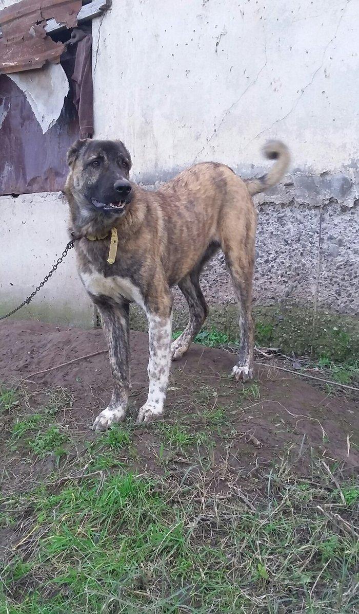 yerli qarabag Agdam iti 2017  martin 2 di anadan olub qiymeti razilasm