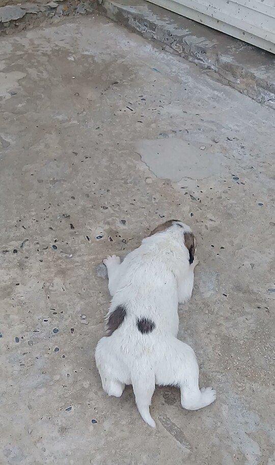 Atasi Dagistan Anasi yerli coban itidir 3ude disidir almag fikrinde ol