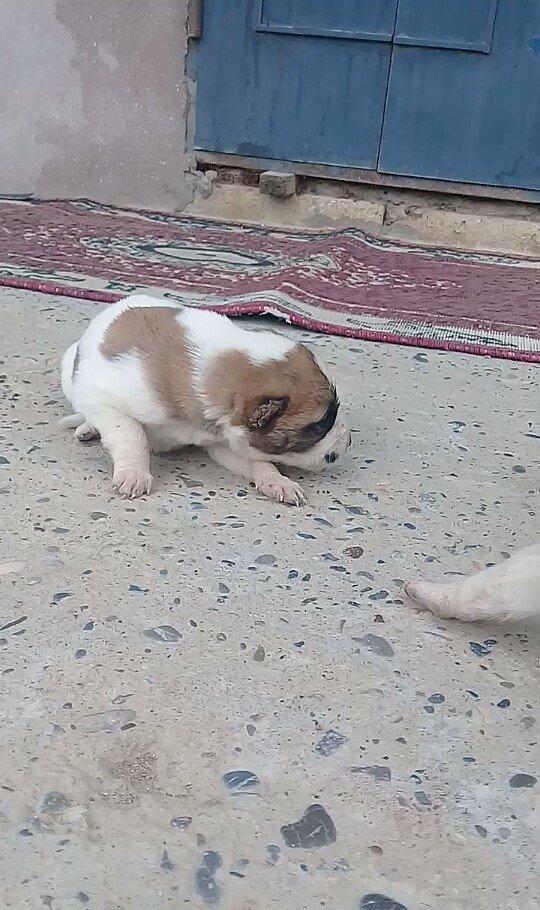 Atasi Dagistan Anasi yerli coban itidir 3ude disidir almag fikrinde ol