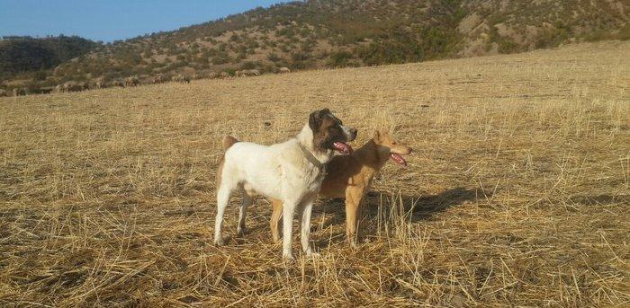 salam it satlir qurd basardi 18 ayliqdi körpeliyinden ozumde olub Zaka