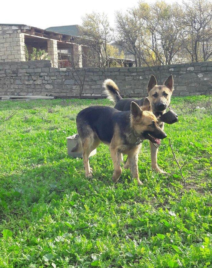 salam tecili satilir xarice gedirem ona gore bala vaxtindan ozumde olu