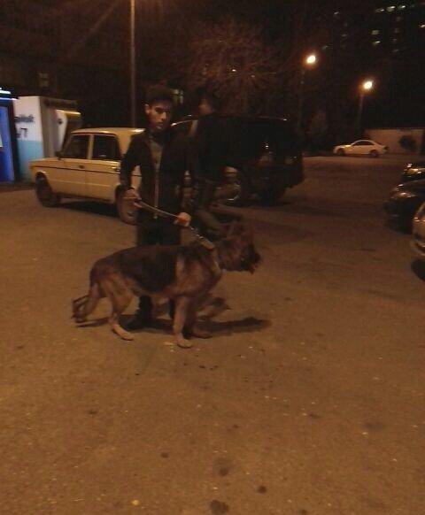 Nemesisqi afcarkadi iki yawi var bezi kamandalari bilir yeni sahibine