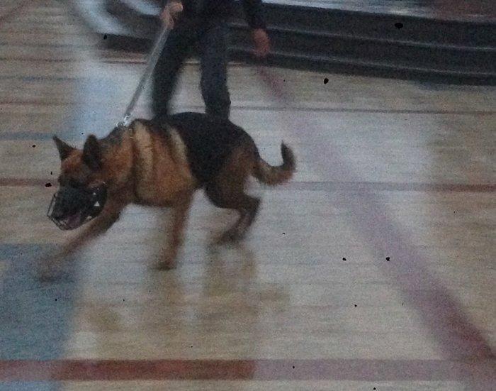 Nemesisqi afcarkadi iki yawi var bezi kamandalari bilir yeni sahibine