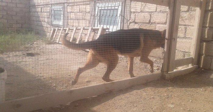 Nemesisqi afcarkadi iki yawi var bezi kamandalari bilir yeni sahibine