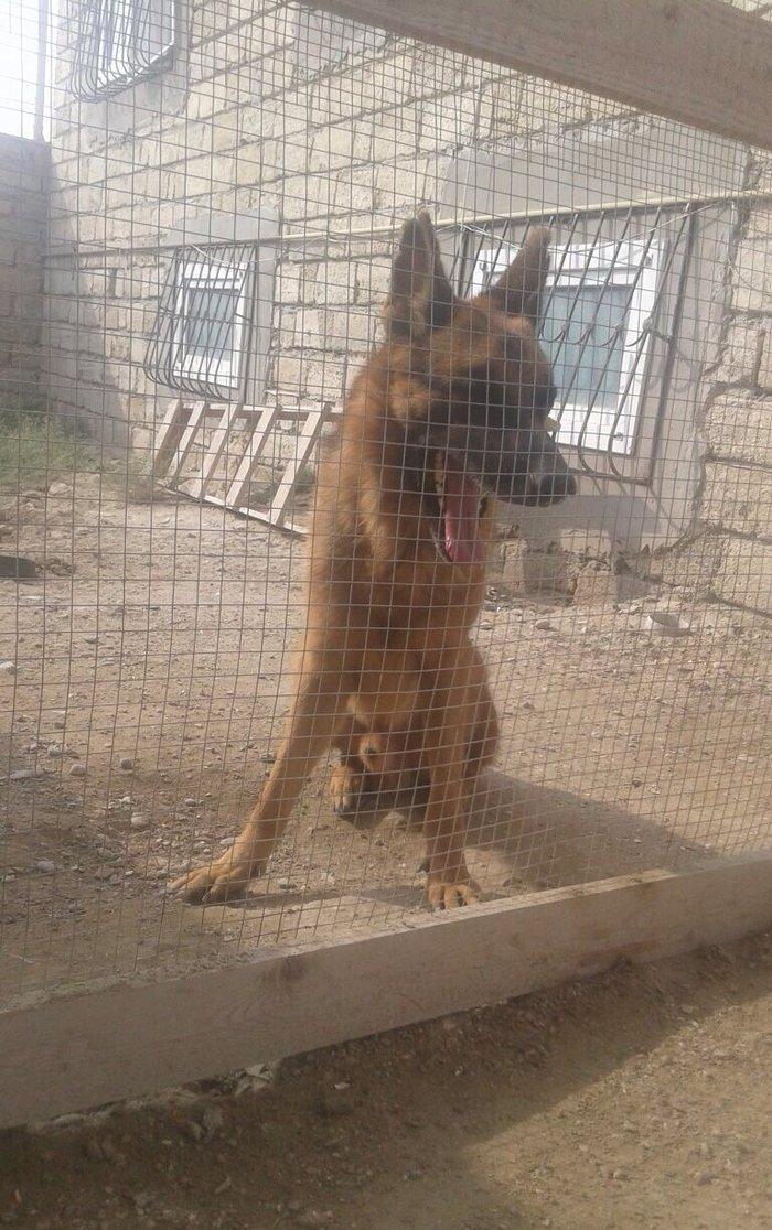 Nemesisqi afcarkadi iki yawi var bezi kamandalari bilir yeni sahibine