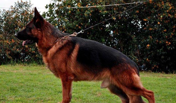 Orijinal saglam k9 satiram iki disi bir erkekdi cox adam nemka saxlaya