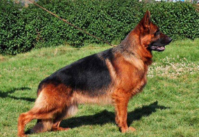 Orijinal saglam k9 satiram iki disi bir erkekdi cox adam nemka saxlaya