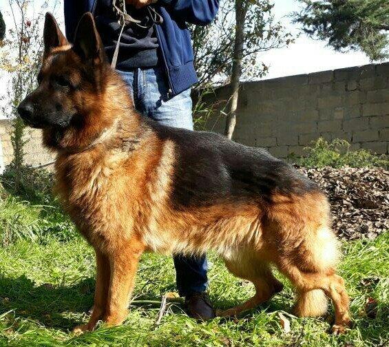 satlir elevae mellumat ucun whatsap ve ya telde elaqe saglaya bilersiz