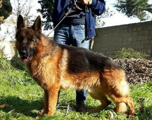 satlir elevae mellumat ucun whatsap ve ya telde elaqe saglaya bilersiz