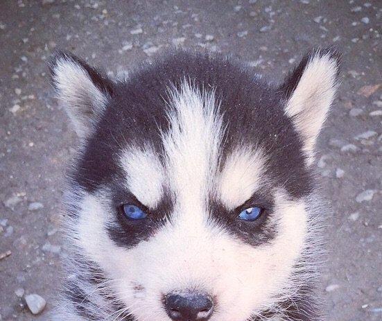 Salam temiz xaski balaları satılır erkek dişi var 1 aylıq balalardı 4