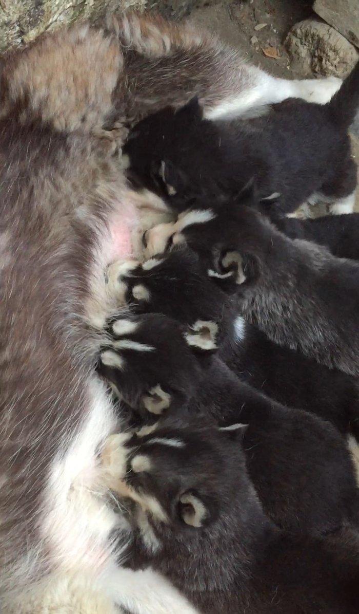 Salam temiz xaski balaları satılır erkek dişi var 1 aylıq balalardı 4