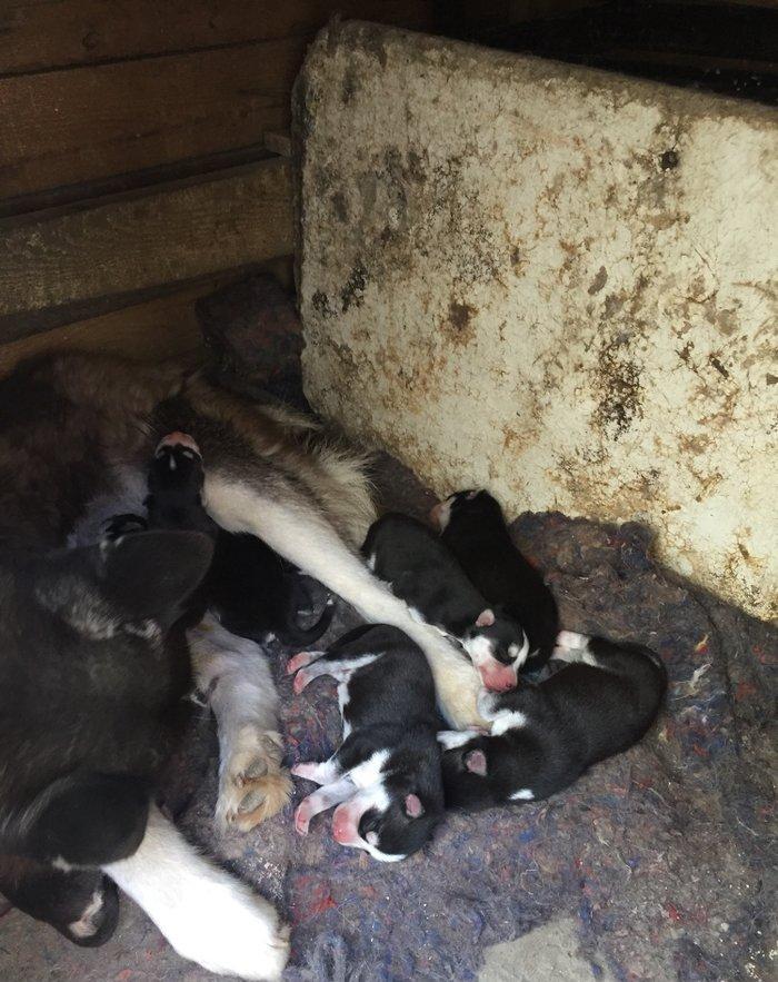 Salam temiz xaski balaları satılır erkek dişi var 1 aylıq balalardı 4