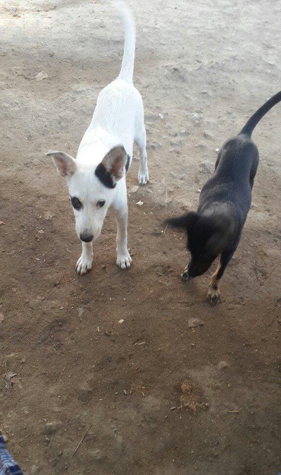 doqquz ayligdilar zvanok itler qara disidi ag erkeydi cutu 100 manat